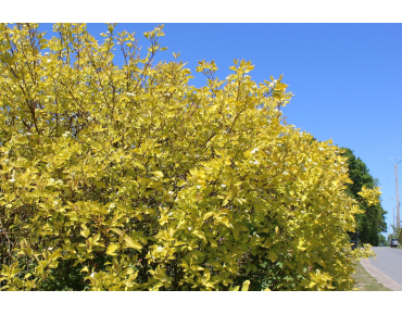 Golden Tartarean dogwood