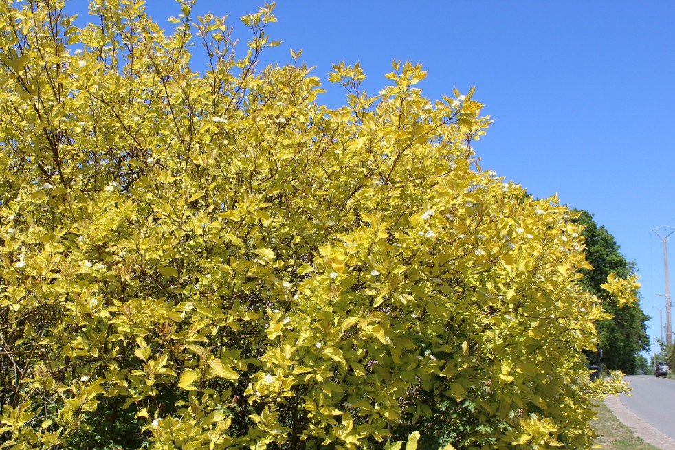 Golden Tartarean dogwood