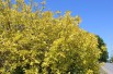 Golden Tartarean dogwood