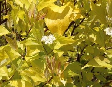 Witte kornoelje Aurea