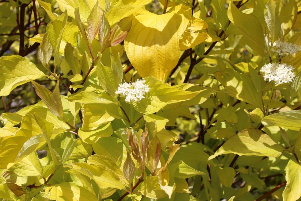 Golden Tartarean dogwood