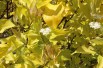 Golden Tartarean dogwood