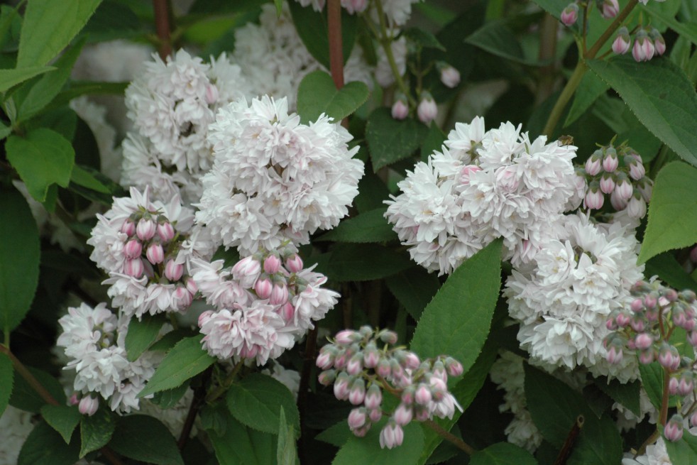 Deutzia Pink Pompon