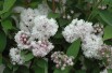 Deutzia Pink Pompon