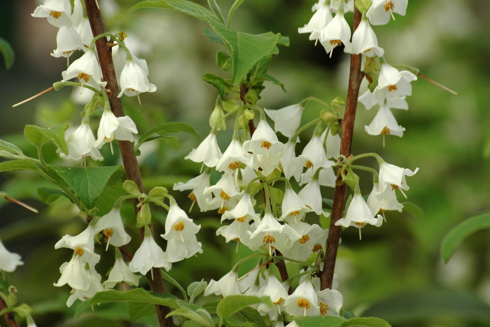 halesia_carolina 