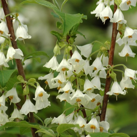 Carolina zilver bel - Halesia Carolina