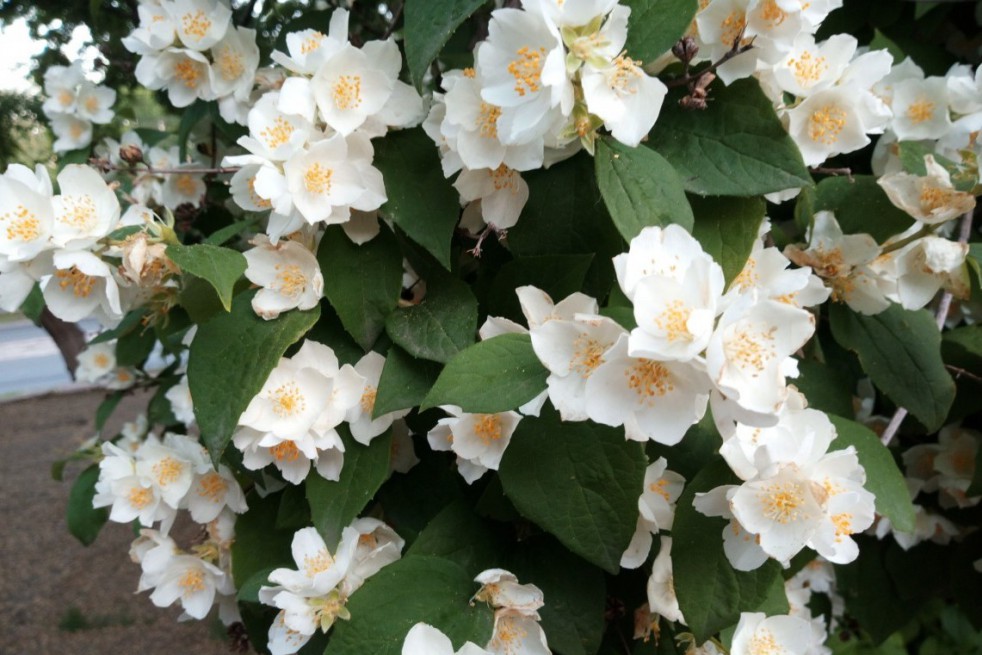 Mont Blanc Mock orange