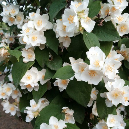 Mont Blanc Mock orange