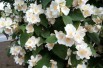 Mont Blanc Mock orange Mont Blanc Mock orange