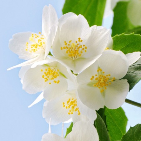 Mont Blanc Mock orange