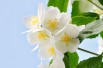 Mont Blanc Mock orange