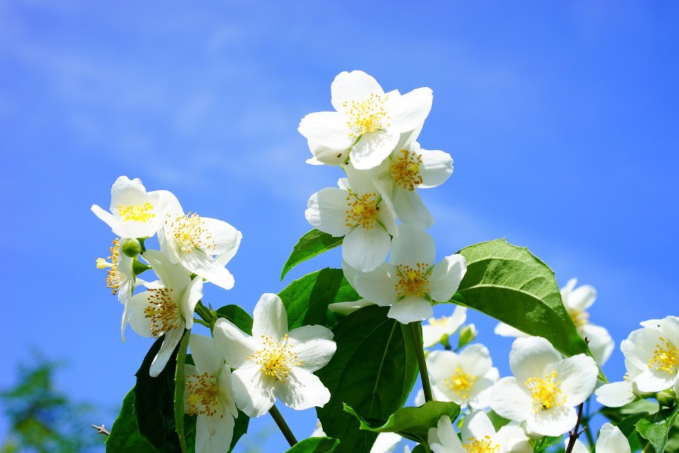 Mont Blanc Mock orange