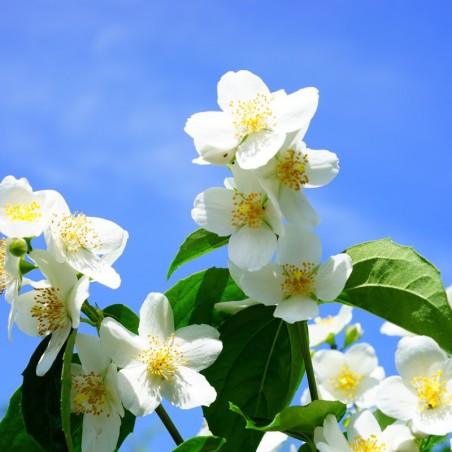 Mont Blanc Mock orange