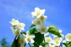 Mont Blanc Mock orange