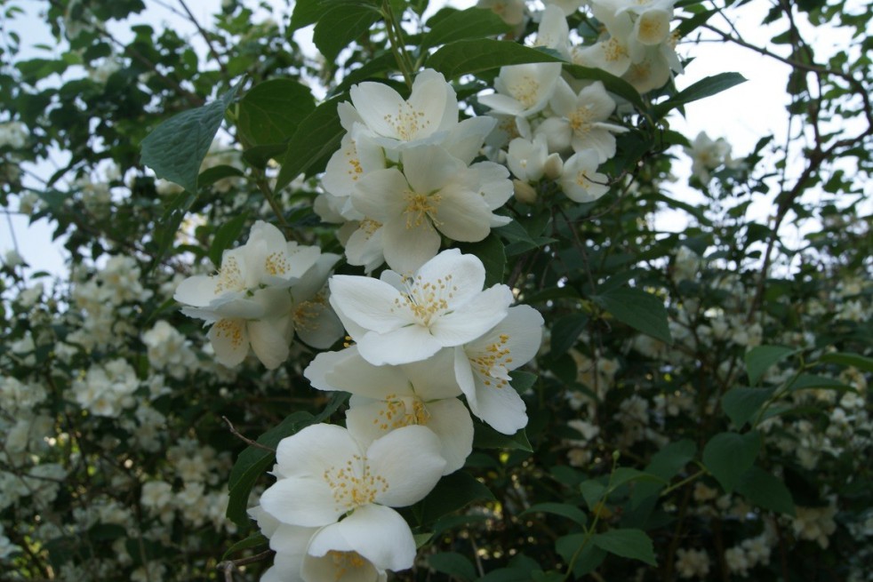 Lemoinei Mock Orange