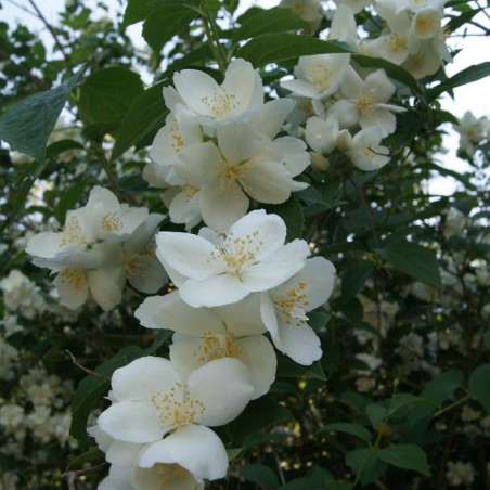 Boerenjasmijn Lemoinei