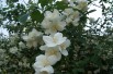 Lemoinei Mock Orange