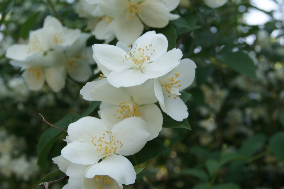 Lemoinei Mock Orange