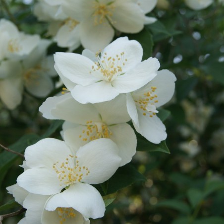 Boerenjasmijn Lemoinei