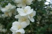 Lemoinei Mock Orange