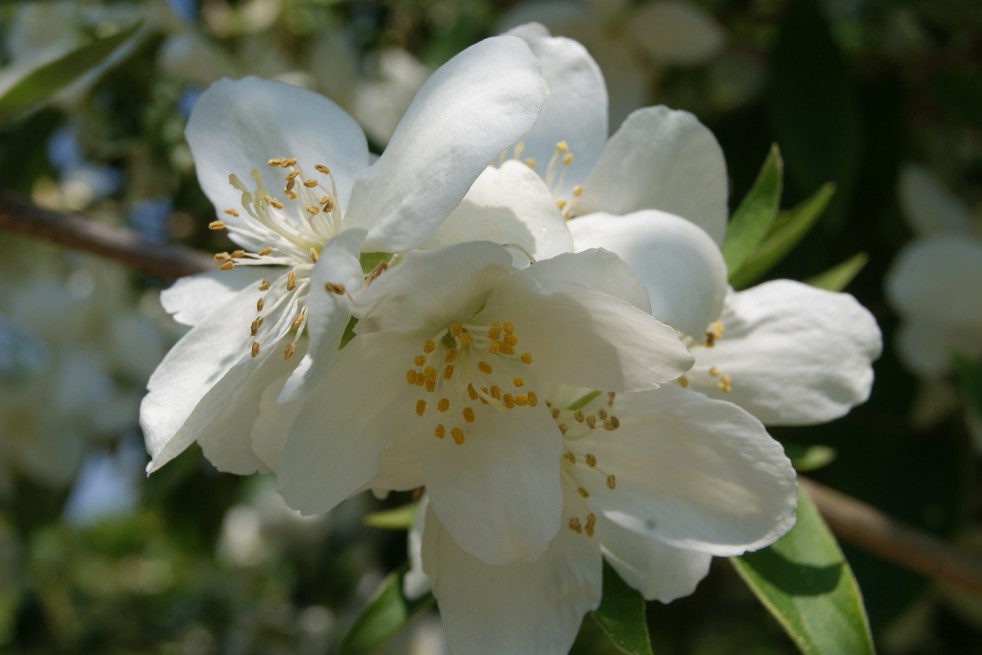 Silberregen Mock Orange