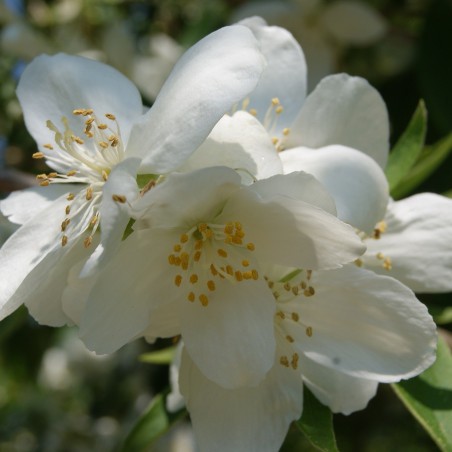 Seringat Silberregen Philadelphus Lemoinei Silberregen seringat-silberregen-philadelphus-lemoinei-silberregen