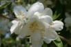 Silberregen Mock Orange