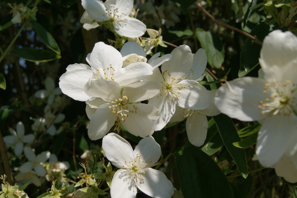 Silberregen Mock Orange