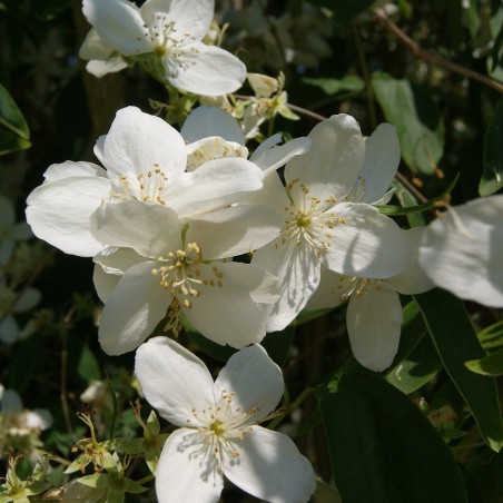 Seringat Silberregen Philadelphus Lemoinei Silberregen seringat-silberregen-philadelphus-lemoinei-silberregen