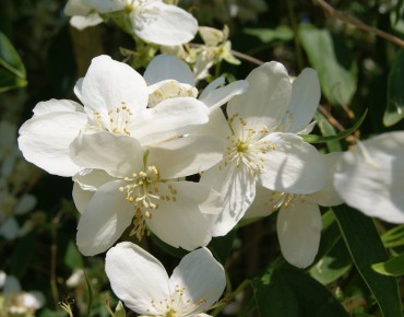 Silberregen Mock Orange