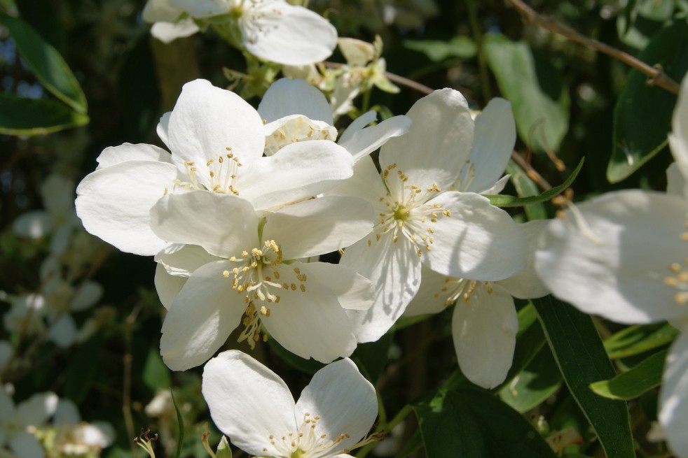 Silberregen Mock Orange