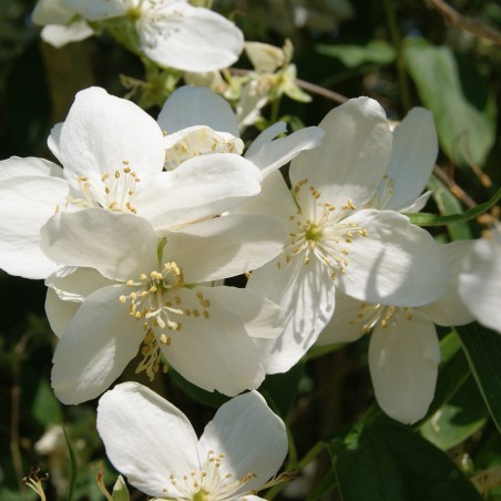 Seringat Silberregen Philadelphus Lemoinei Silberregen seringat-silberregen-philadelphus-lemoinei-silberregen