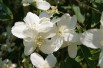 Silberregen Mock Orange