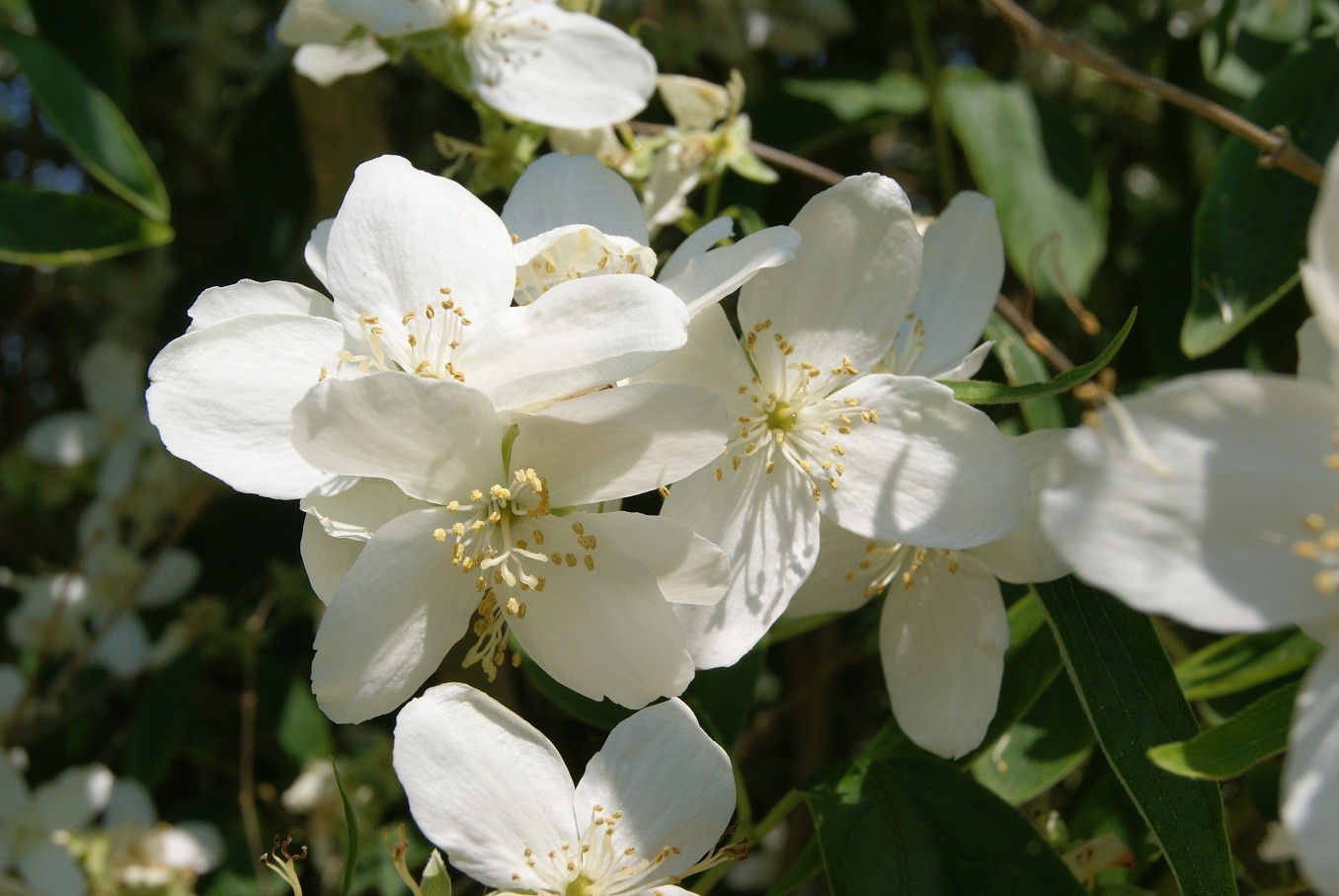 Gartenjasmin Silberregen