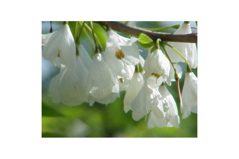 halesia_carolina(auteur:Kurt Stüber)(https://creativecommons.org/licenses/by-sa/3.0/legalcode.fr) halesia_carolina(auteur:Kurt Stüber)(https://creativecommons.org/licenses/by-sa/3.0/legalcode.fr)