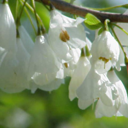 Carolina silverbell - Halesia Carolina