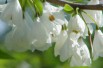 halesia_carolina(auteur:Kurt Stüber)(https://creativecommons.org/licenses/by-sa/3.0/legalcode.fr)