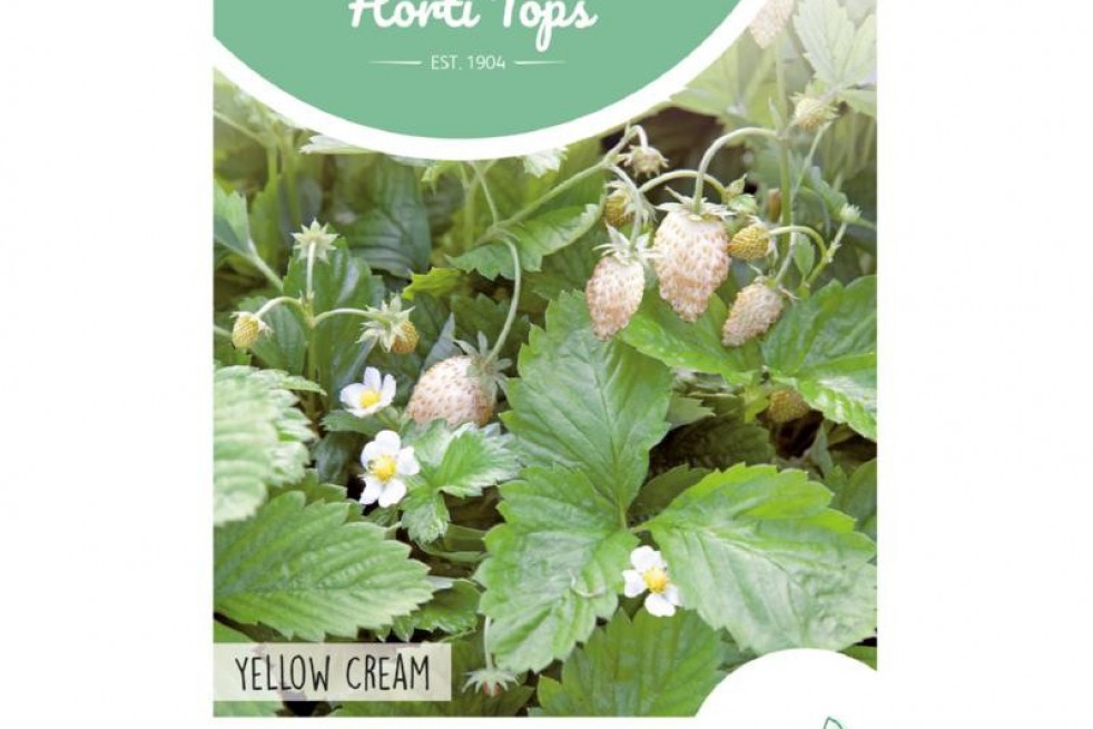 Fraisier des bois Yellow Cream