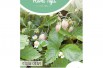 Fraisier des bois Yellow Cream Fraisier des bois Yellow Cream