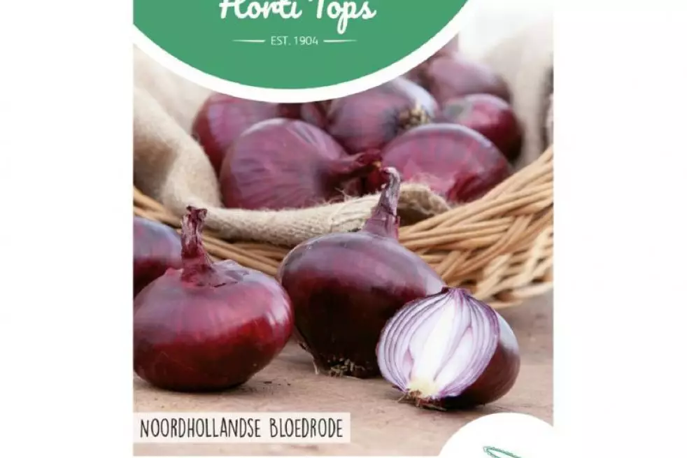 Onion Noordhollandse Blood Red