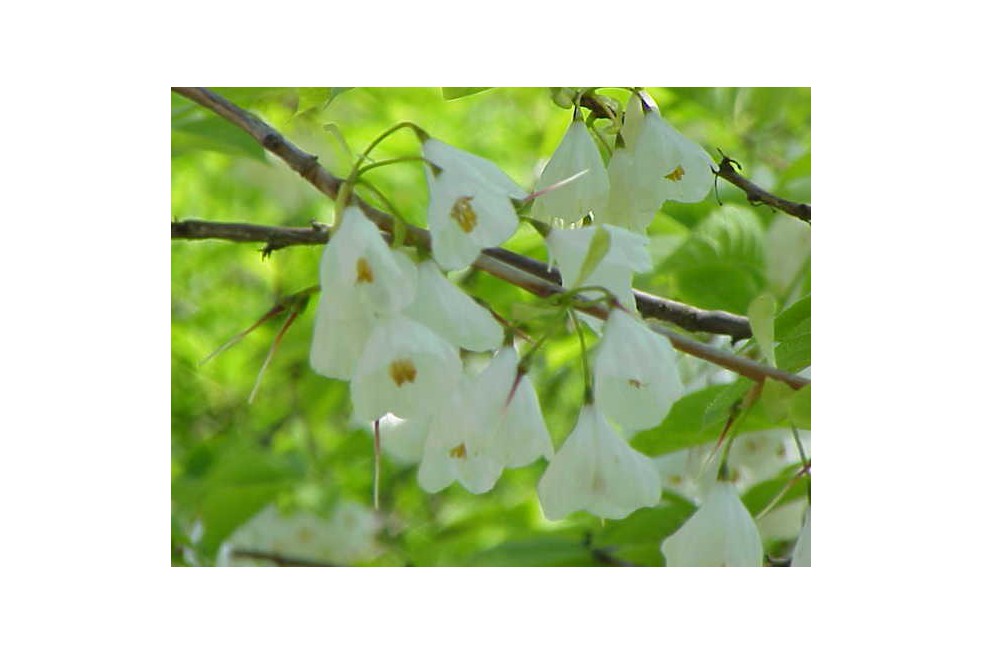 halesia_carolina(auteur:Kurt Stüber)(https://creativecommons.org/licenses/by-sa/3.0/legalcode.fr) halesia_carolina(auteur:Kurt Stüber)(https://creativecommons.org/licenses/by-sa/3.0/legalcode.fr)