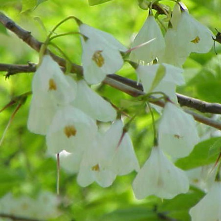 Carolina silverbell - Halesia Carolina