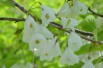 halesia_carolina(auteur:Kurt Stüber)(https://creativecommons.org/licenses/by-sa/3.0/legalcode.fr)