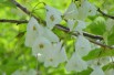 halesia_carolina(auteur:Kurt Stüber)(https://creativecommons.org/licenses/by-sa/3.0/legalcode.fr) halesia_carolina(auteur:Kurt Stüber)(https://creativecommons.org/licenses/by-sa/3.0/legalcode.fr)