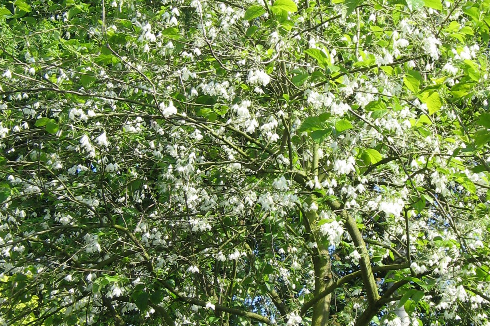 halesia_carolina(auteur:Meneerke bloem)(https://creativecommons.org/licenses/by-sa/3.0/legalcode.fr) halesia_carolina(auteur:Meneerke bloem)(https://creativecommons.org/licenses/by-sa/3.0/legalcode.fr)