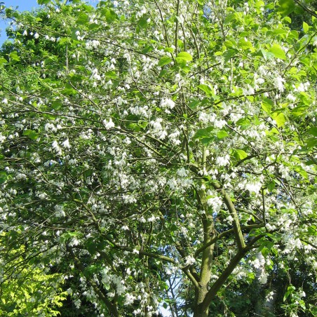 Carolina zilver bel - Halesia Carolina