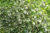 halesia_carolina(auteur:Meneerke bloem)(https://creativecommons.org/licenses/by-sa/3.0/legalcode.fr)