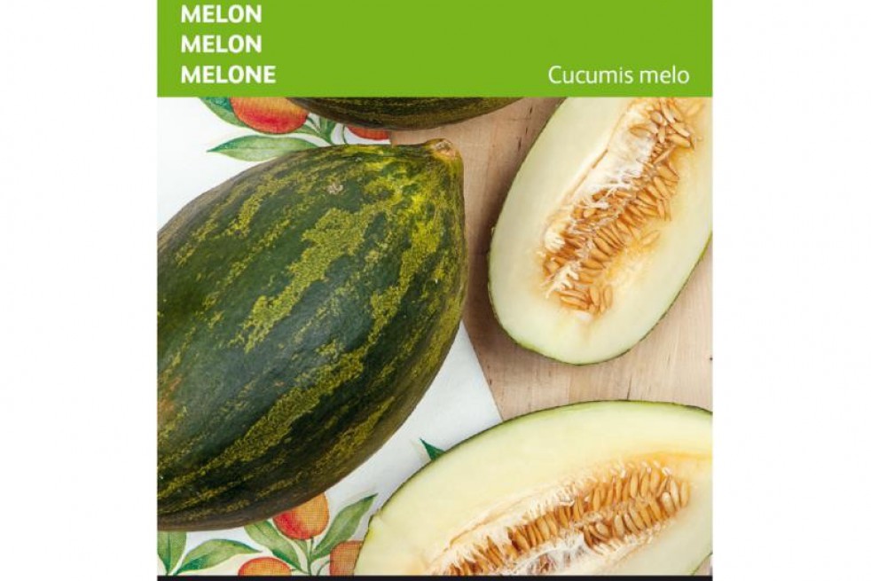 Melon Piñonet Piel De Sapo