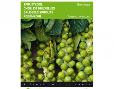 Chou de Bruxelles de Groningue