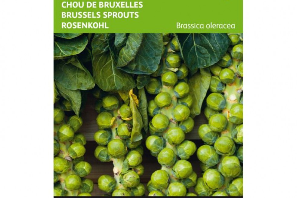 Brussels Sprouts Groninger Brussels Sprouts Groninger